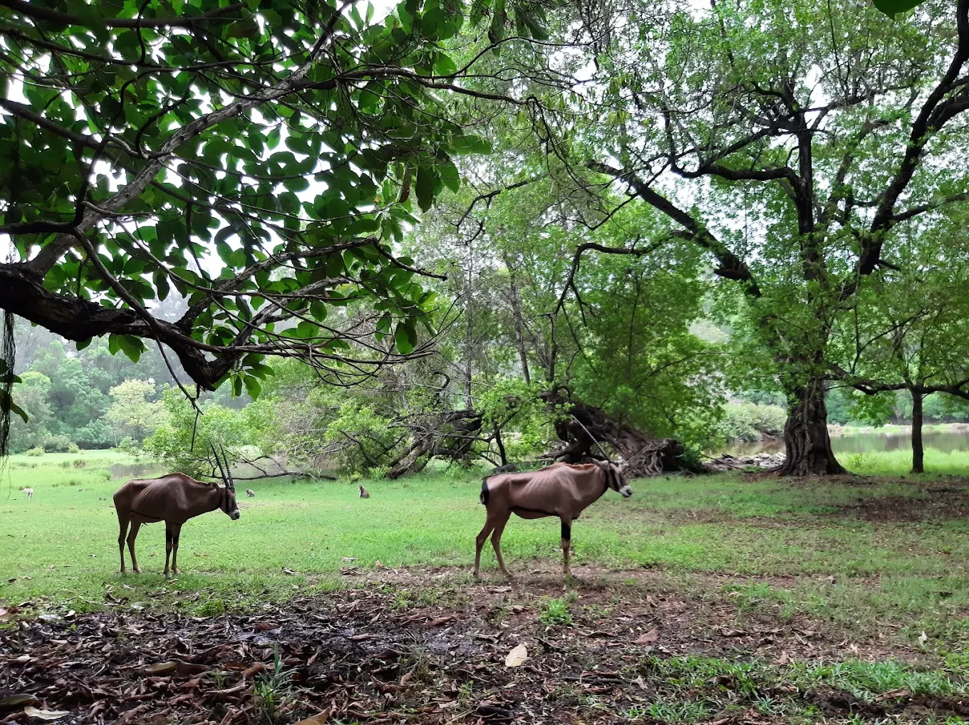 Haller Park