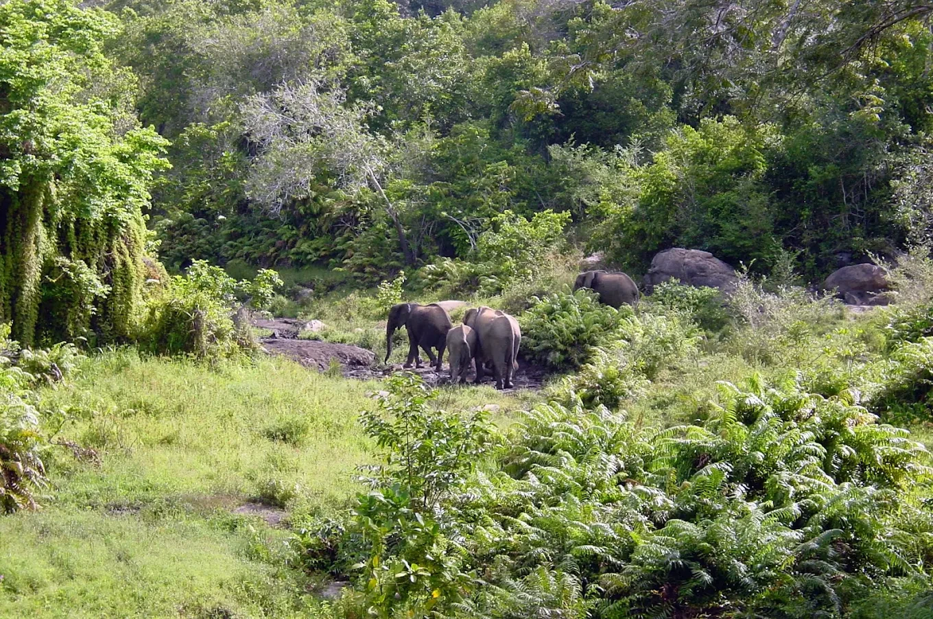 Shimba Hills National Reserve